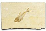 Detailed Fossil Fish (Diplomystus) - Wyoming #348100-1